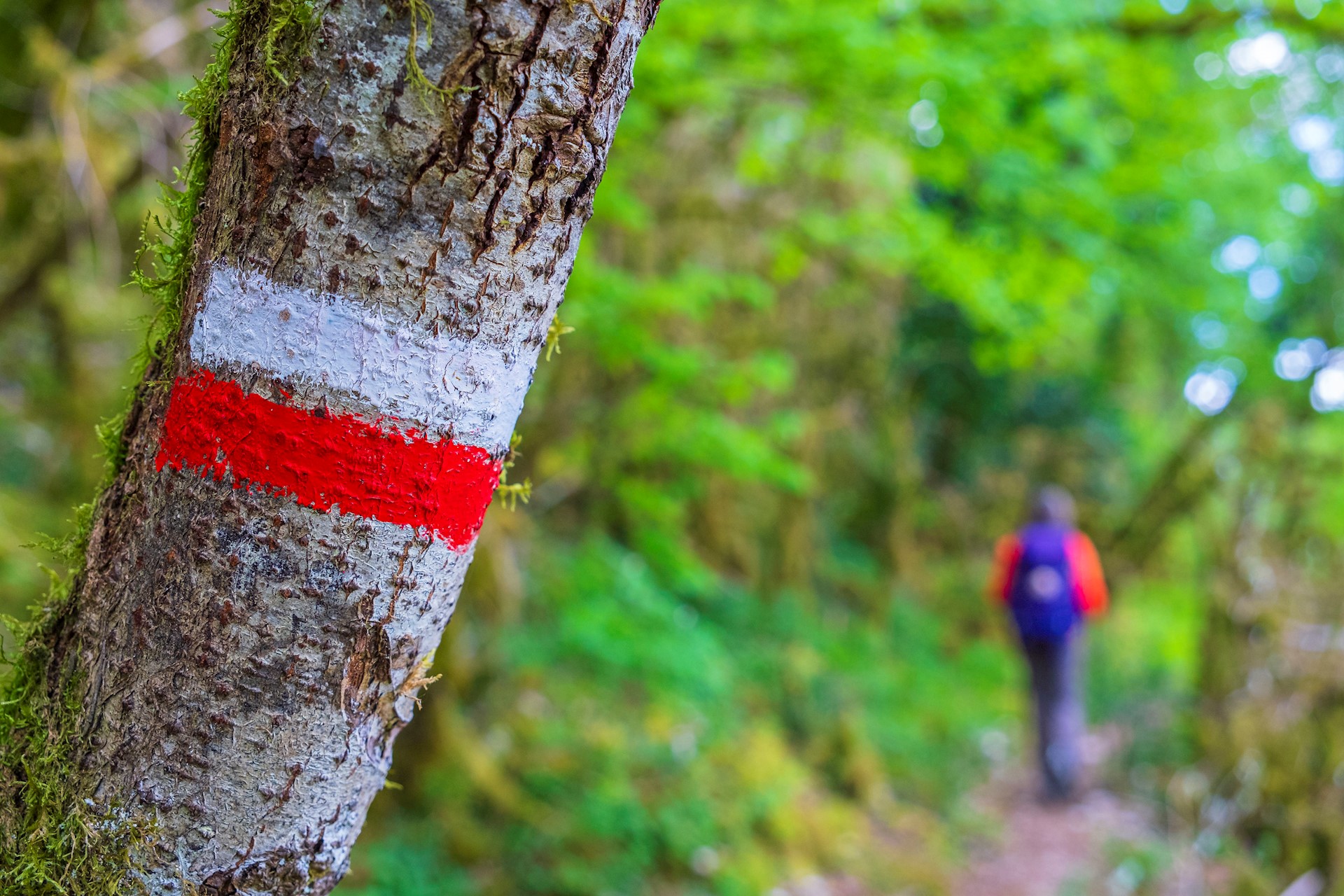 Franck GUIZIOU - HEMIS - Voie du Puy